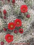 cactus, claret cup, Utah, Moab, red